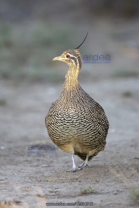  : Elegant Crested Tinamou