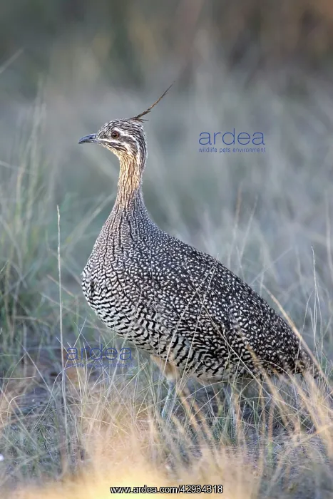 : Elegant Crested Tinamou : Elegant Crested Tinamou