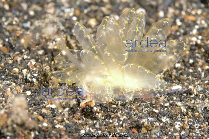 : Elegant Cyerce Slug : Elegant Cyerce Slug
