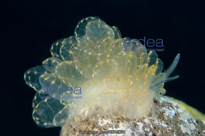 : Elegant Cyerce Slug - Sedam dive site, Tulamben : Elegant Cyerce Slug - Sedam dive site, Tulamben
