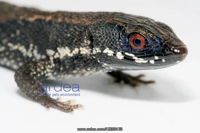 : The Elegant Eyed Lizard (Cercosaura argulus) is : The Elegant Eyed Lizard (Cercosaura argulus) is