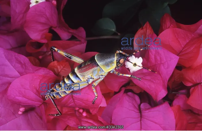 : ELEGANT GRASSHOPPER : ELEGANT GRASSHOPPER