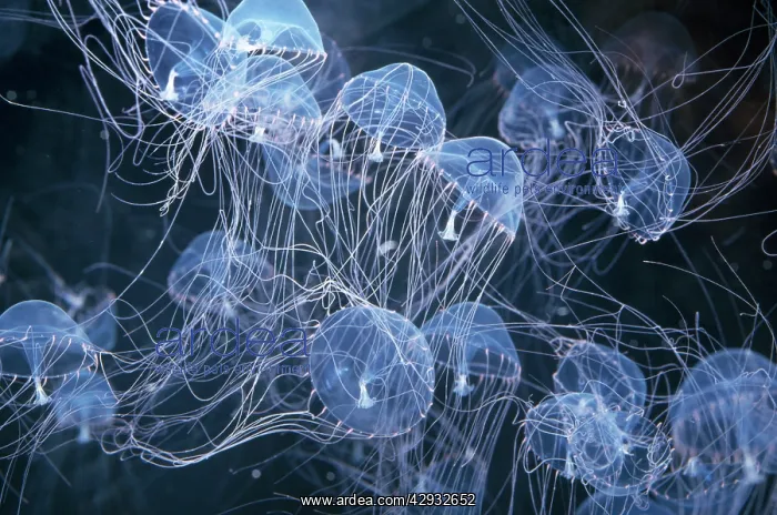 : Elegant Hydromedusa JELLYFISH : Elegant Hydromedusa JELLYFISH