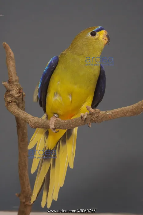 : Elegant Parrot on a branch : Elegant Parrot on a branch