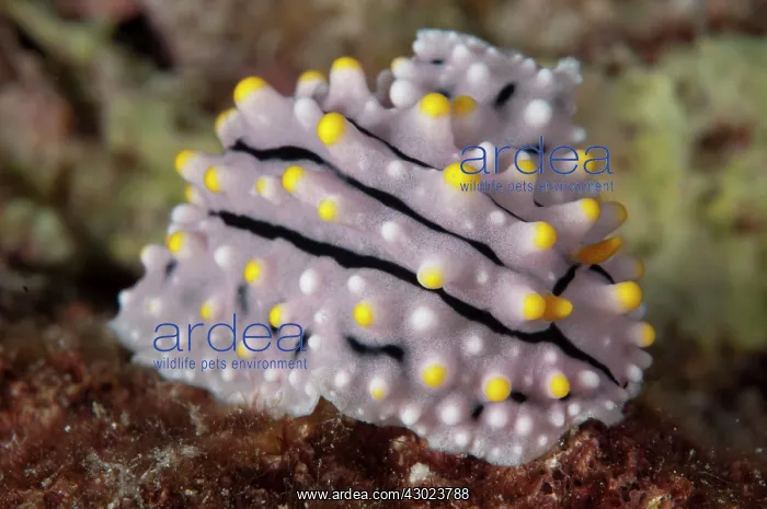 : Elegant Phyllidia Nudibranch : Elegant Phyllidia Nudibranch