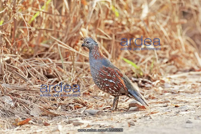 : Elegant Quail : Elegant Quail