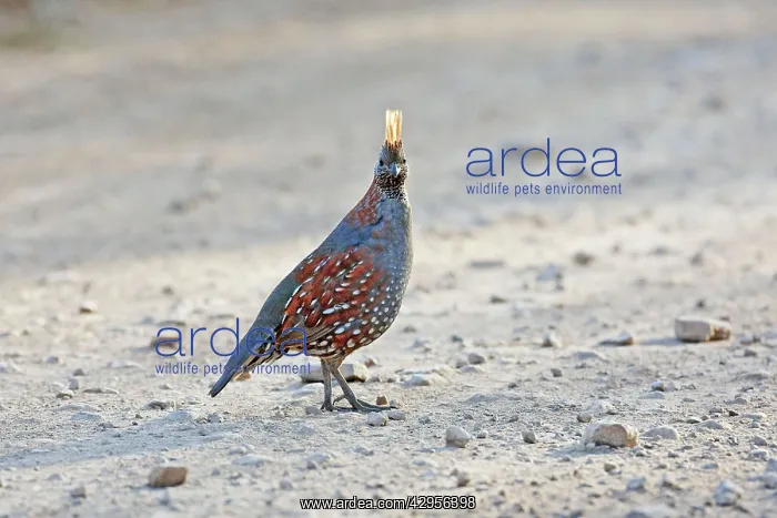: Elegant Quail : Elegant Quail