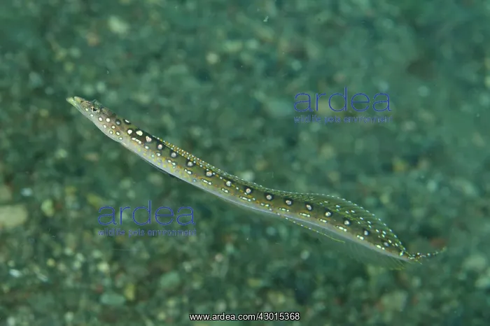 : Elegant Sand-Diver : Elegant Sand-Diver