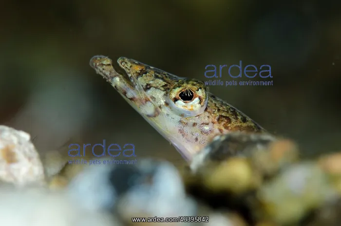 : Elegant Sand-Diver : Elegant Sand-Diver