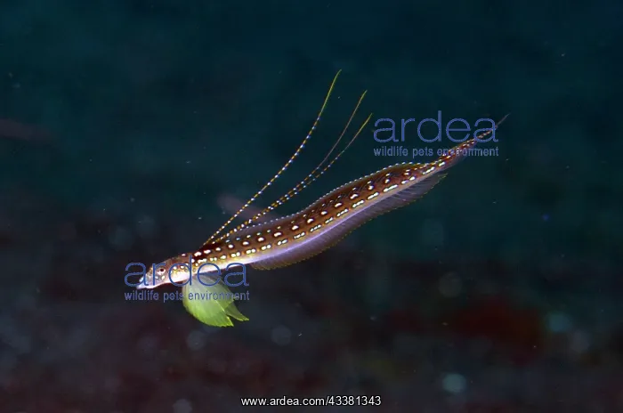  : Elegant Sand-Diver - Male displaying rays - Batu