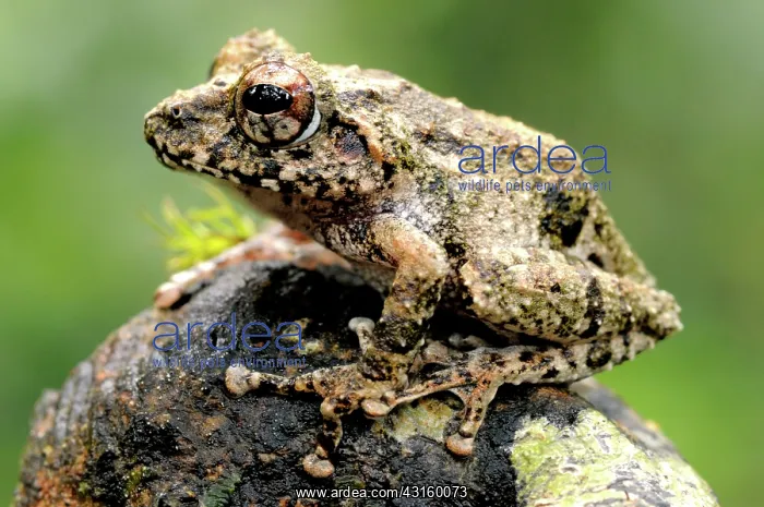 : Elegant Shrub Frog : Elegant Shrub Frog