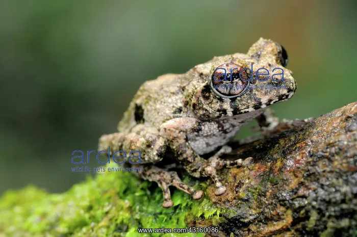 : Elegant Shrub Frog : Elegant Shrub Frog