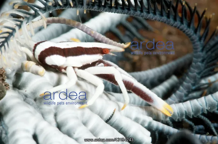 : Elegant Squat Lobster : Elegant Squat Lobster