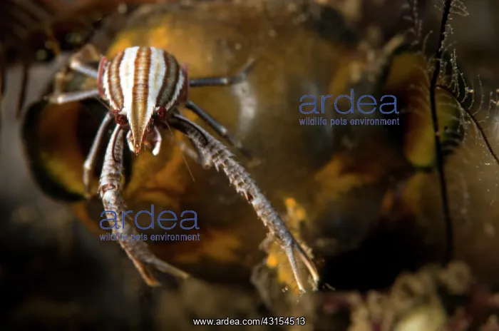 : Elegant Squat Lobster : Elegant Squat Lobster