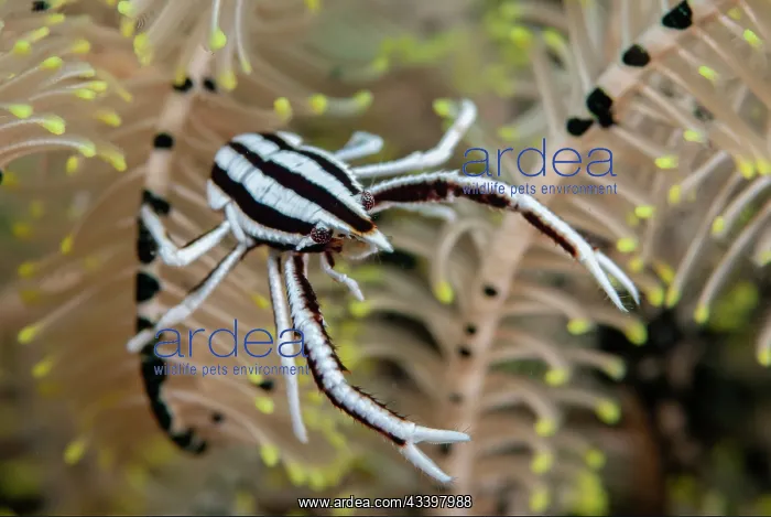 : Elegant Squat Lobster : Elegant Squat Lobster