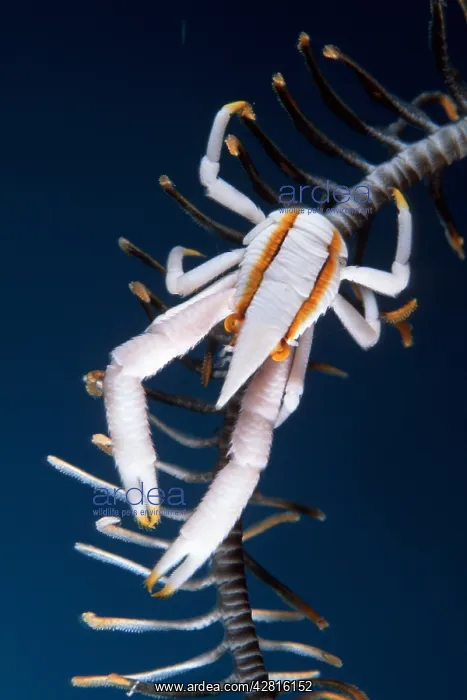  : Elegant squat lobster, Allogalathea elegans, Walindi, West N