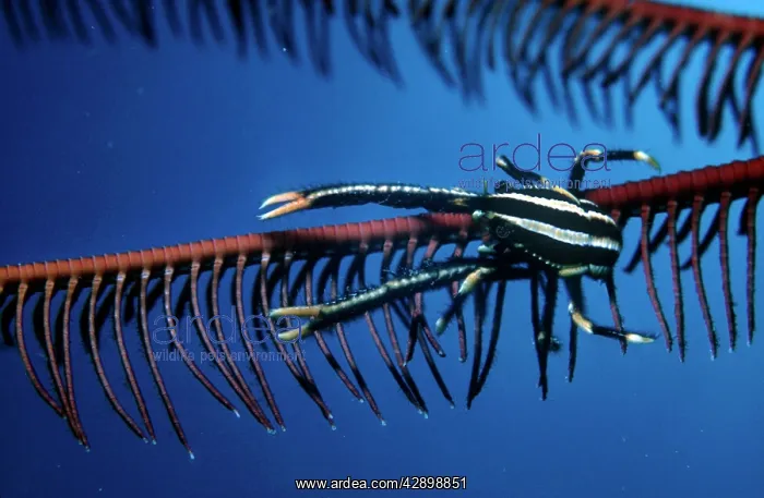 : Elegant Squat Lobster - these tiny lobsters live : Elegant Squat Lobster - these tiny lobsters live