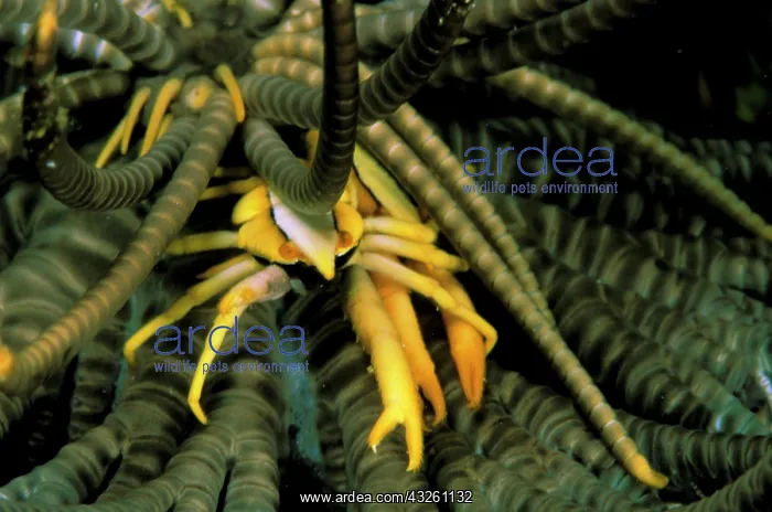 : Elegant star squat lobster, or allogalathea : Elegant star squat lobster, or allogalathea