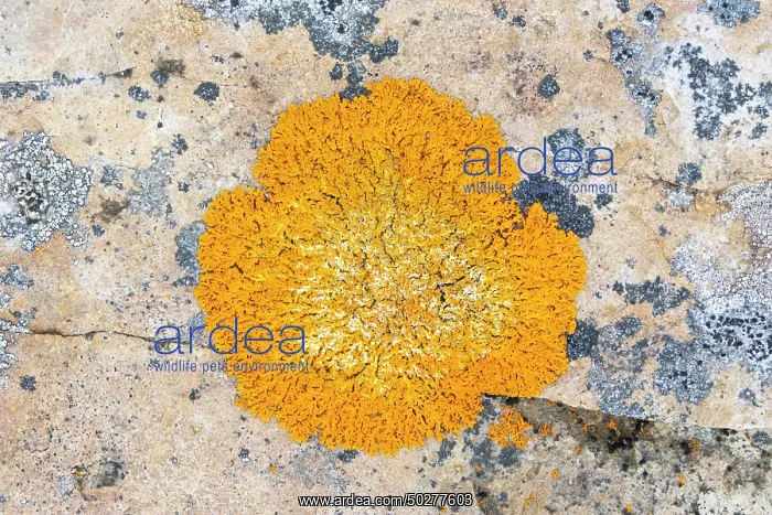 : Elegant sunburst lichen : Elegant sunburst lichen