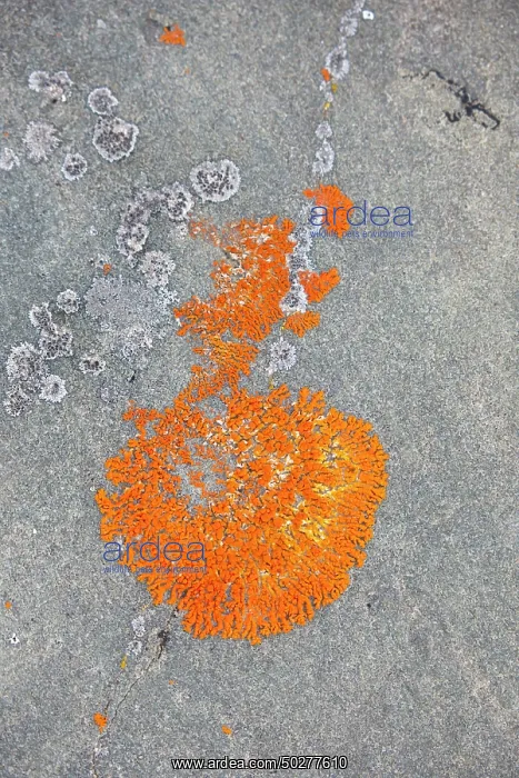 : Elegant sunburst lichen : Elegant sunburst lichen