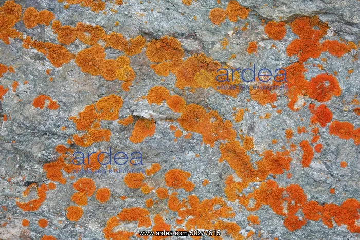 : Elegant sunburst lichen : Elegant sunburst lichen