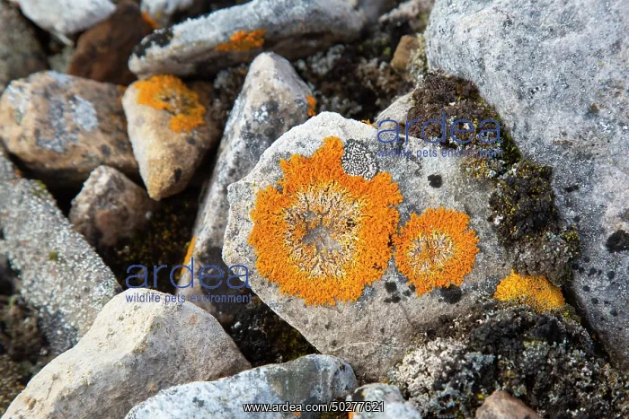 : Elegant sunburst lichen : Elegant sunburst lichen