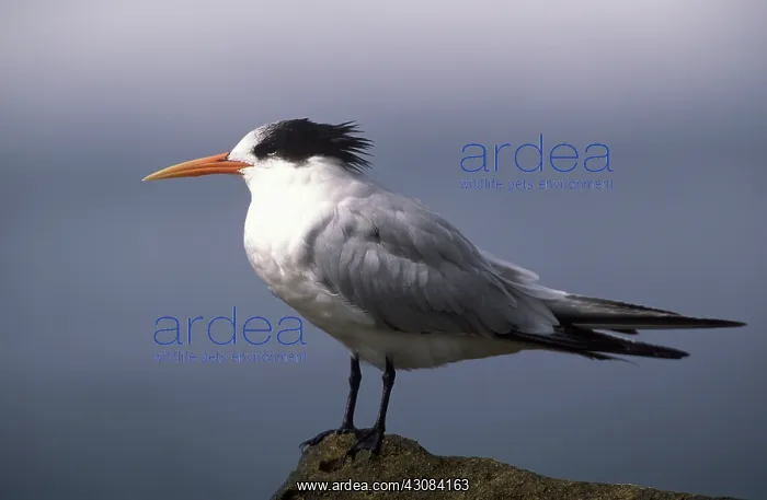 : Elegant Tern : Elegant Tern