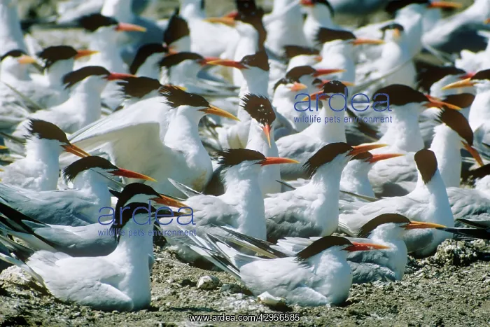 : Elegant Tern - colony : Elegant Tern - colony