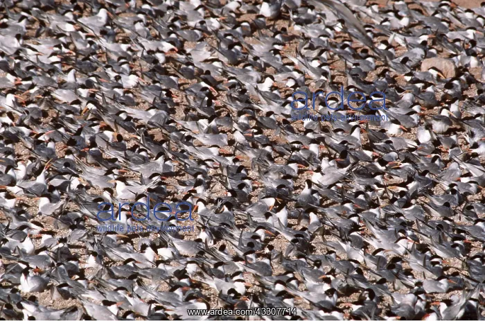 : ELEGANT TERN - colony, on beach : ELEGANT TERN - colony, on beach
