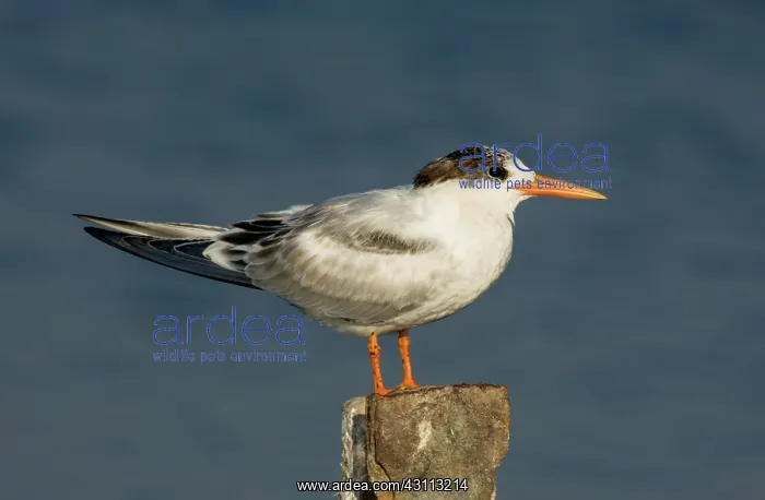 : Elegant Tern (Thalasseus elegans) : Elegant Tern (Thalasseus elegans)