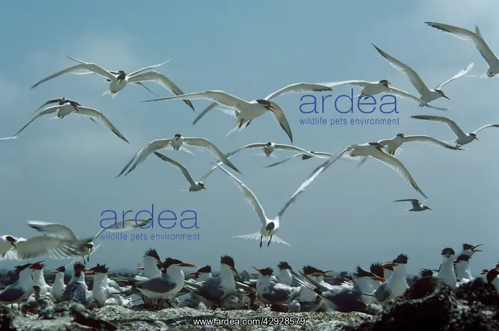 : Elegant Terns - flock returning to nests : Elegant Terns - flock returning to nests