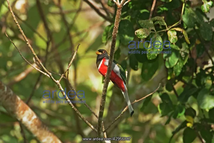  : Elegant Trogan - Male