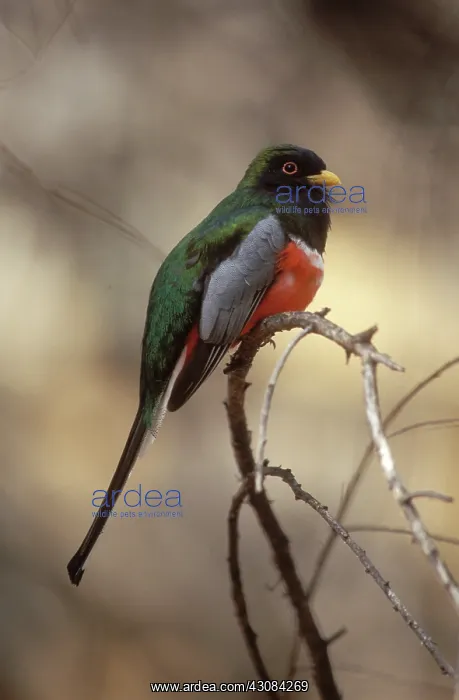 : Elegant Trogon : Elegant Trogon