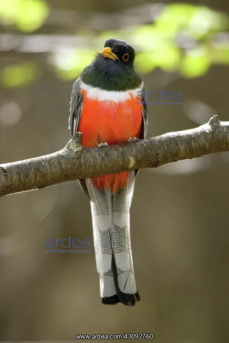 : Elegant Trogon : Elegant Trogon