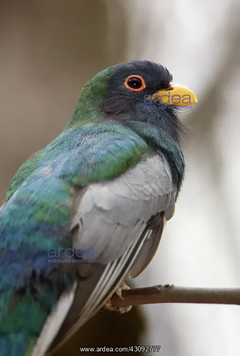 : Elegant Trogon : Elegant Trogon
