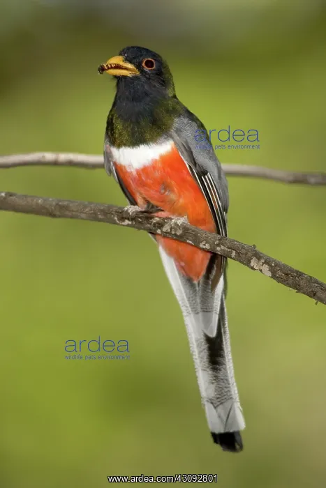 : Elegant Trogon : Elegant Trogon