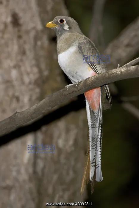 : Elegant Trogon : Elegant Trogon