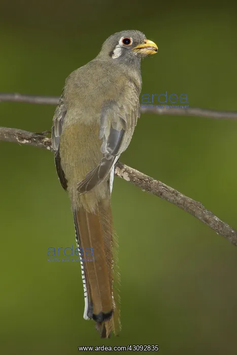 : Elegant Trogon : Elegant Trogon