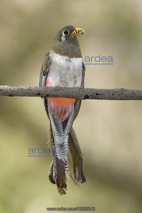 : Elegant Trogon : Elegant Trogon