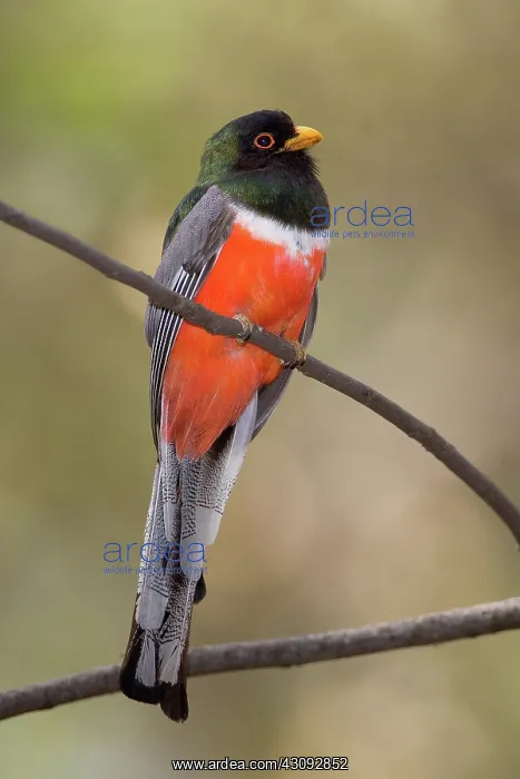 : Elegant Trogon : Elegant Trogon
