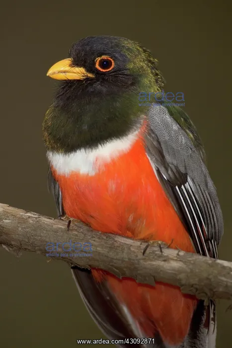 : Elegant Trogon : Elegant Trogon