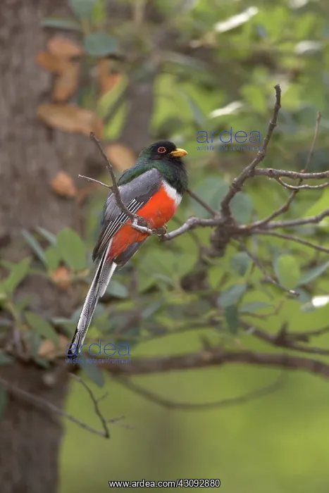 : Elegant Trogon : Elegant Trogon