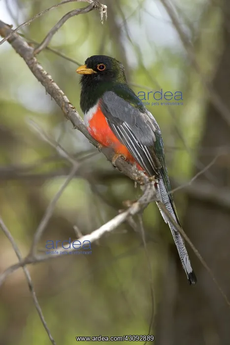 : Elegant Trogon : Elegant Trogon