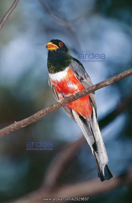 : Elegant TROGON - male bringing food : Elegant TROGON - male bringing food