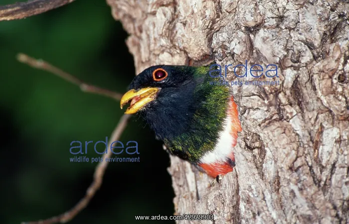 : Elegant TROGON - male at nest hole : Elegant TROGON - male at nest hole