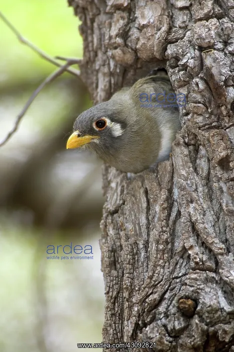 : Elegant Trogon Nesting : Elegant Trogon Nesting