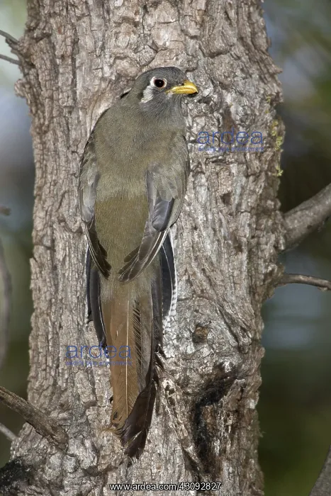 : Elegant Trogon Nesting : Elegant Trogon Nesting