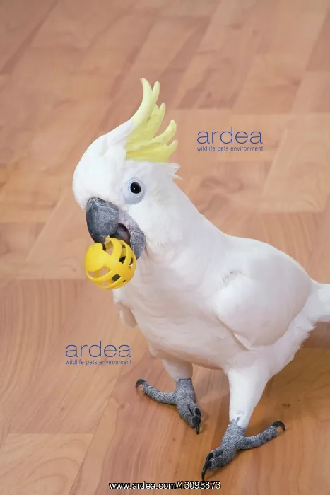 : Eleonora Cockatoo : Eleonora Cockatoo