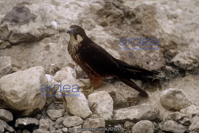 : EleonoraIs Falcon - at nest with eggs : EleonoraIs Falcon - at nest with eggs