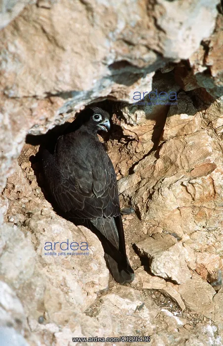 : ELEONORA'S FALCON : ELEONORA'S FALCON